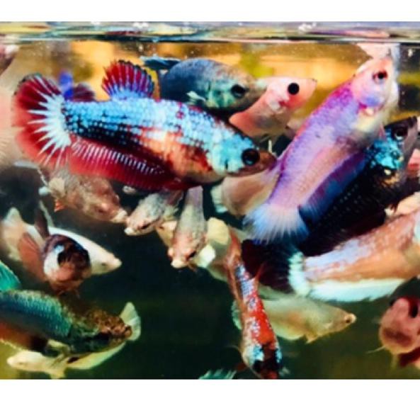 Super Keren Ikan Cupang Multicolour Dumbo Ear Murah Zib C Shopee Indonesia