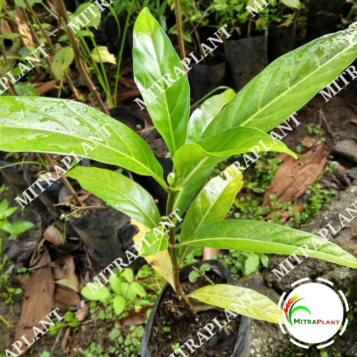 Bibit Pohon Mengkudu - Buah Mengkudu - Tanaman Mengkudu