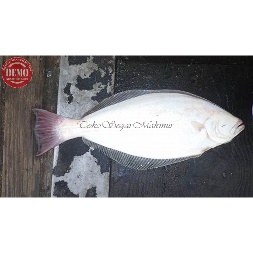 

Ikan Sebelah Segar Ikan Sebelah 1Kg