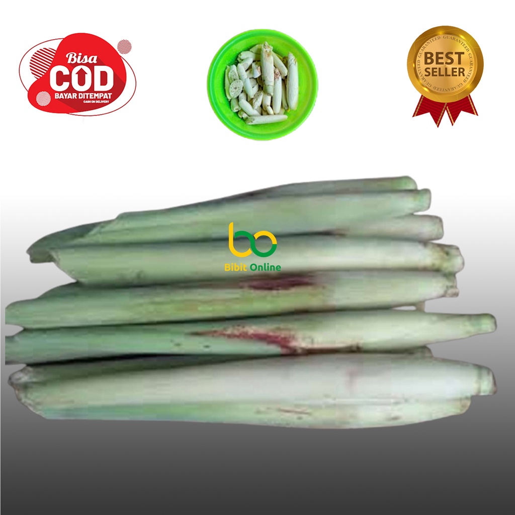 

TERUBUK endog tiwu 1 kg bibit online