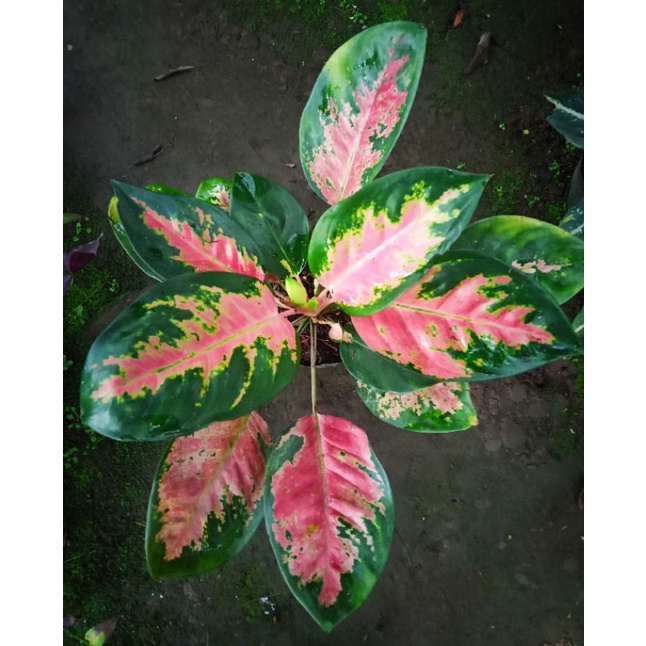 Aglaonema Kochin Paramuay