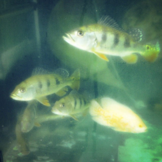 PEACOCK BASS MONO GOOD MARKING 10CM up