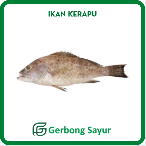 

Ikan Kerapu Segar - 1 Kg