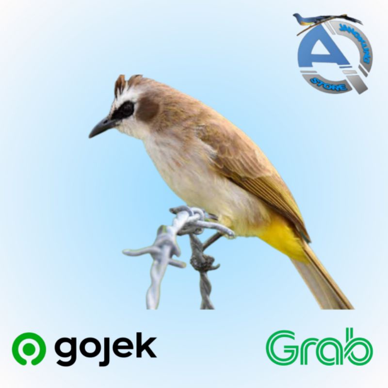 BURUNG TRUCUK KEBO JATIM