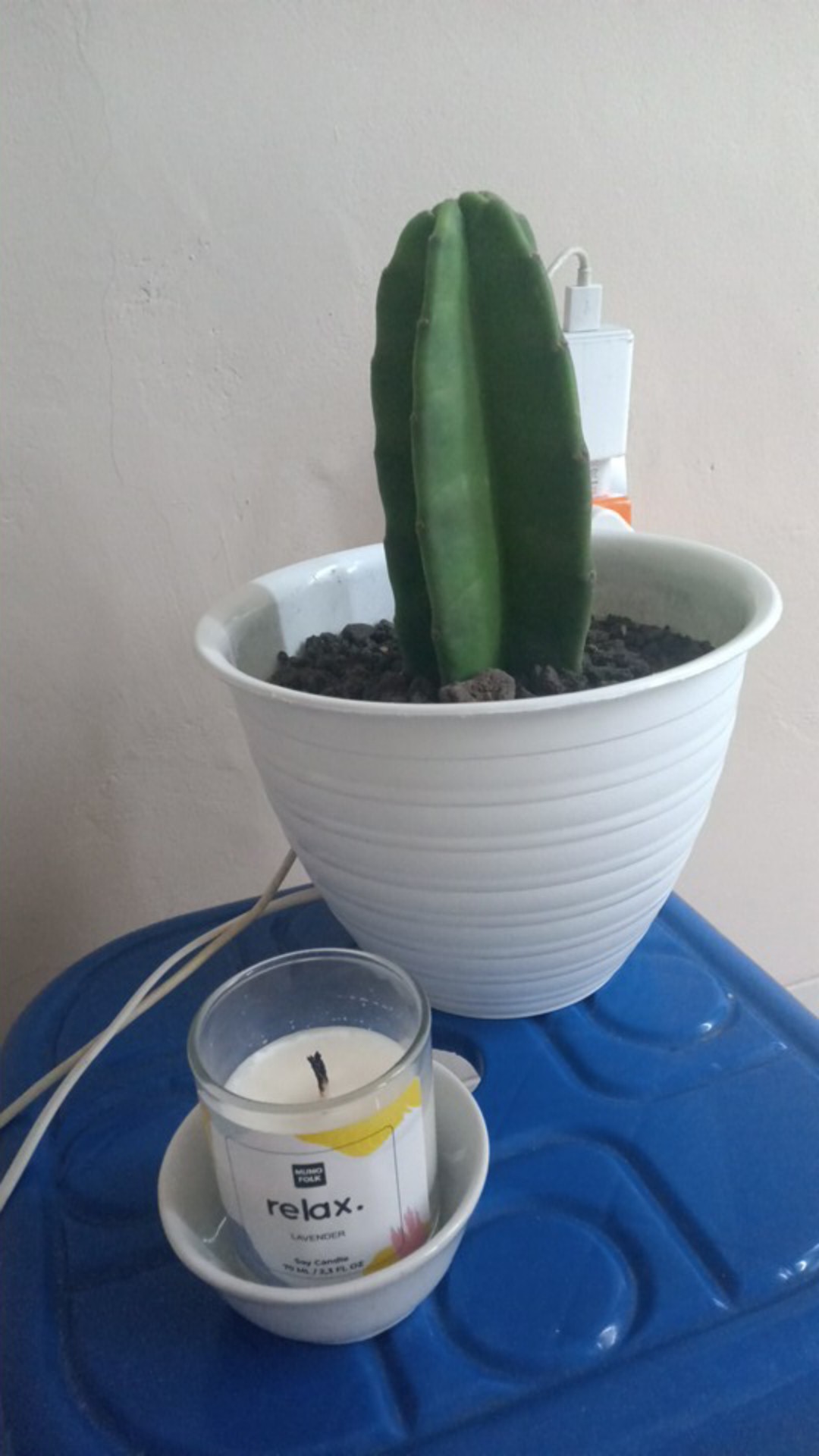 Pot Bunga Tawon Putih 10cm