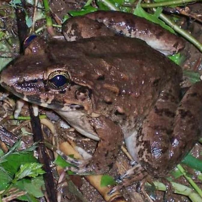 MURAH KODOK AIR/KODOK SAWAH/ANAK KODOK/MAKANAN IKAN AROAWANA