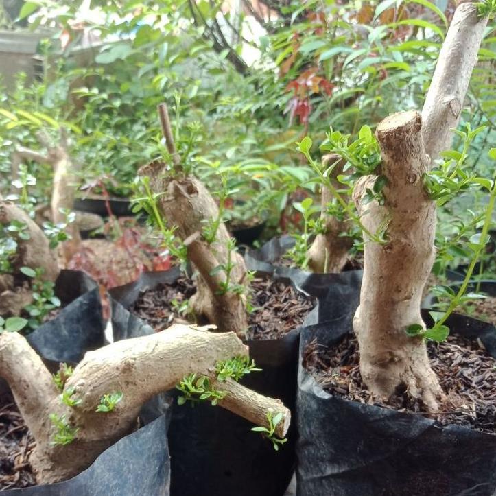 SALE bahan bonsai sancang ori dongkelan