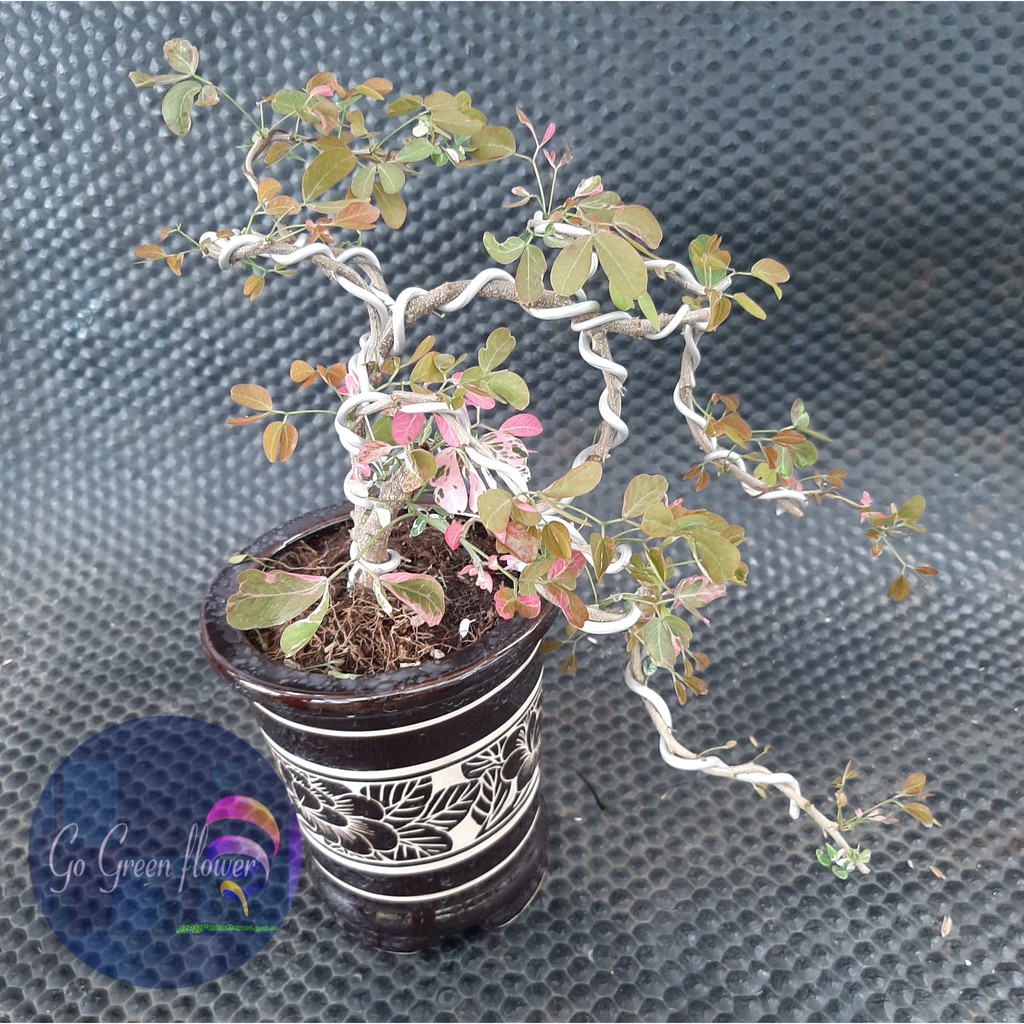 BONSAI ASEM LONDO PITHECELLOBIUM DULCE ASEM KRANJI bahan berkarakter