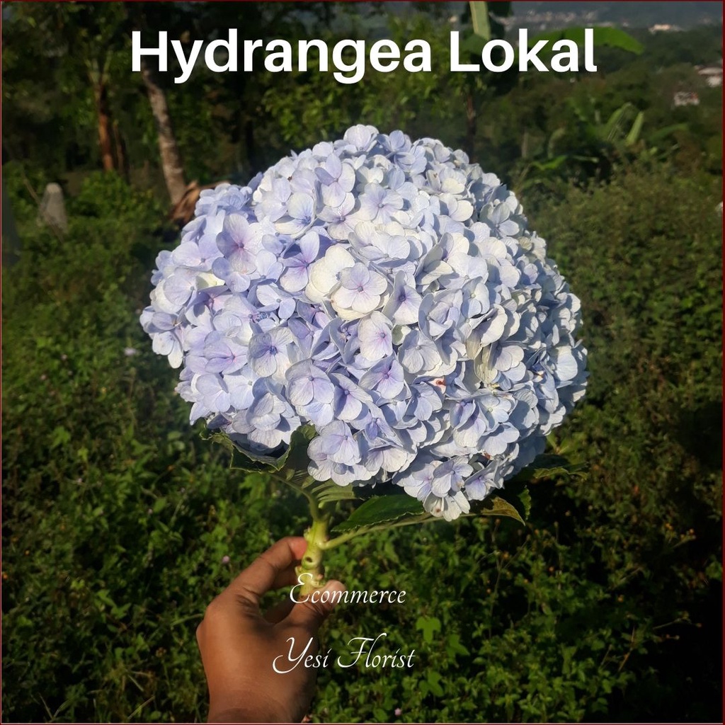 bunga asli Hydrangea lokal || Bunga murah tidak dirangkai || jual bunga semarang || Hydrangea tangka