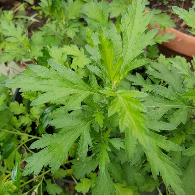 Jual DAUN BARU CINA NGAI ARTEMISIA VULGARIS MUGWORT ANTISEPTIK
