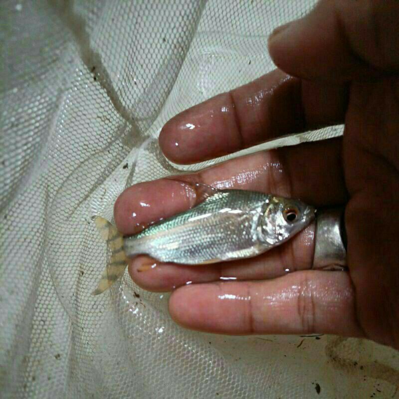 ikan yellow feifeng/yff size 7cm