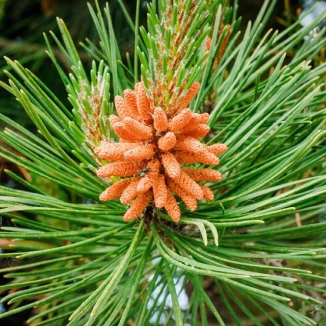 

herbal daun pinus segar 500gr |gudang media tanam