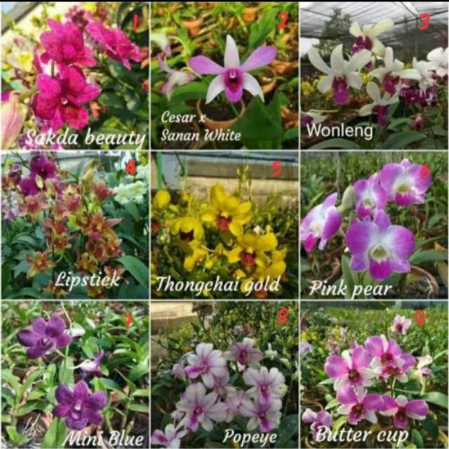 Bibit Anggrek Dendrobium - Bunga Anggrek Dendrobium - Tanaman Hias Anggrek Dendrobium