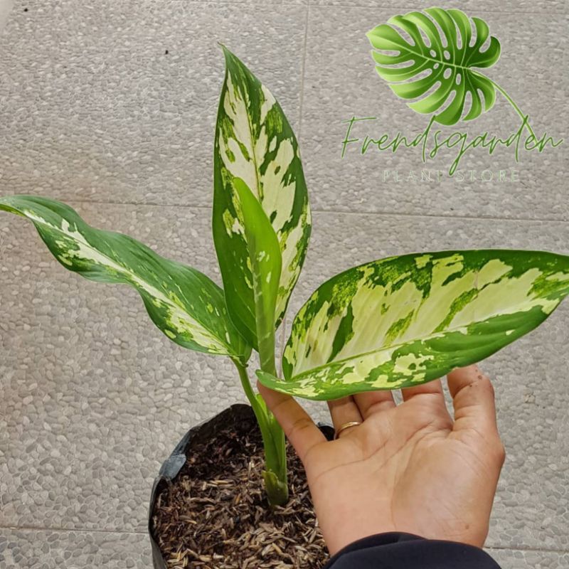 Tanaman hias Aglonema Balanceng Variegata/Balanceng Variegata