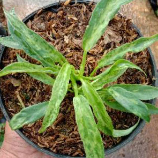 Tanaman hias philodendron xanadu  Keris varigata