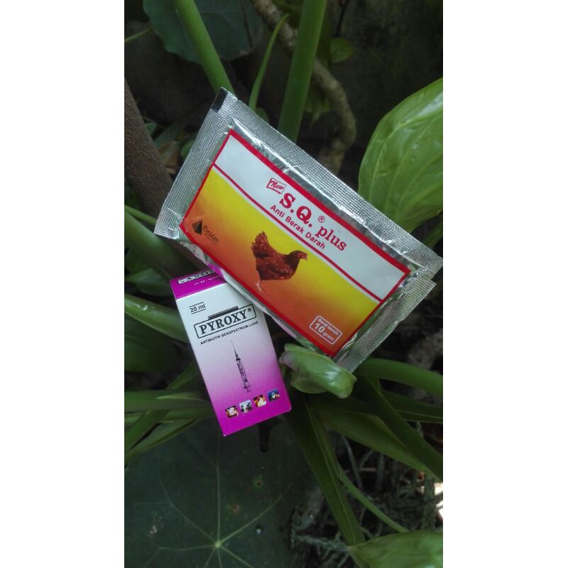 PYROXY & NEW SQ PLUS, Antibiotik dan Obat Saluran Pencernaan pada Ayam