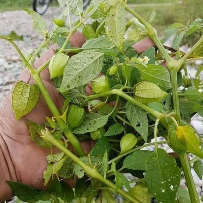 

Daun Tanaman Ciplukan atau cecenet Segar TERLARIS