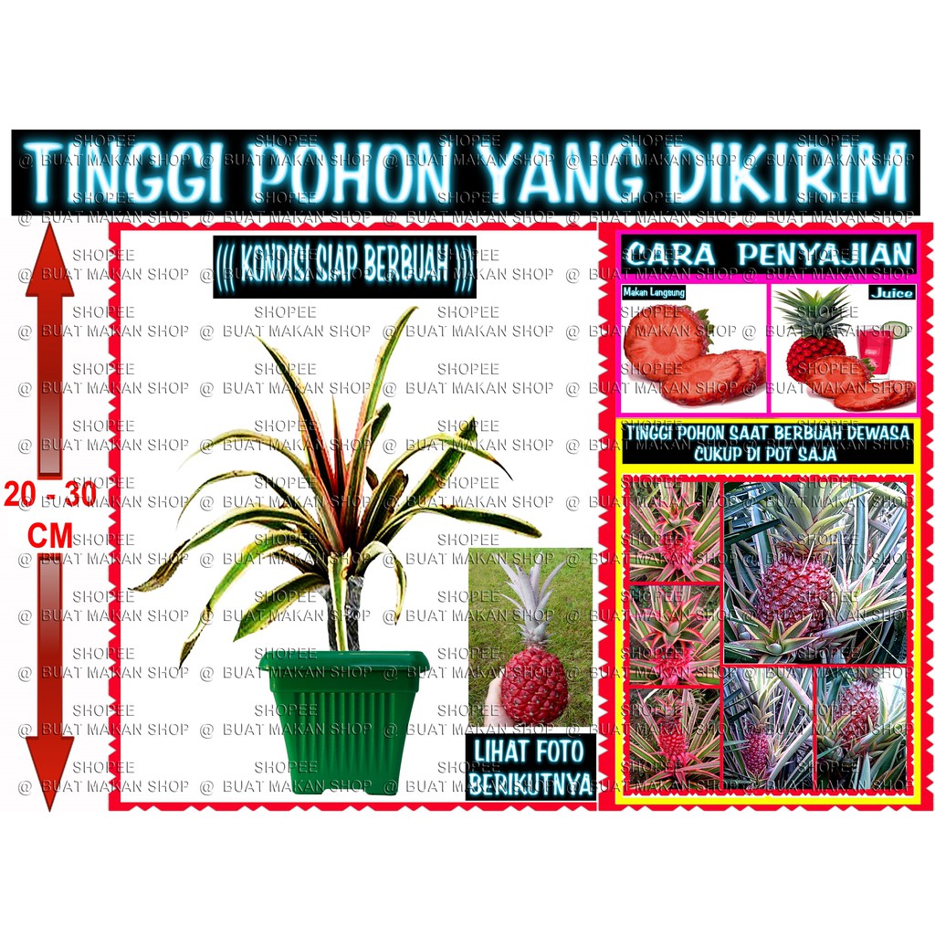 

RED LANFEN