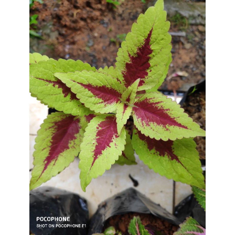 Miana Coleus,Jawer Kotok,Iler,Miana Premium,Miana Lemon(berakar)