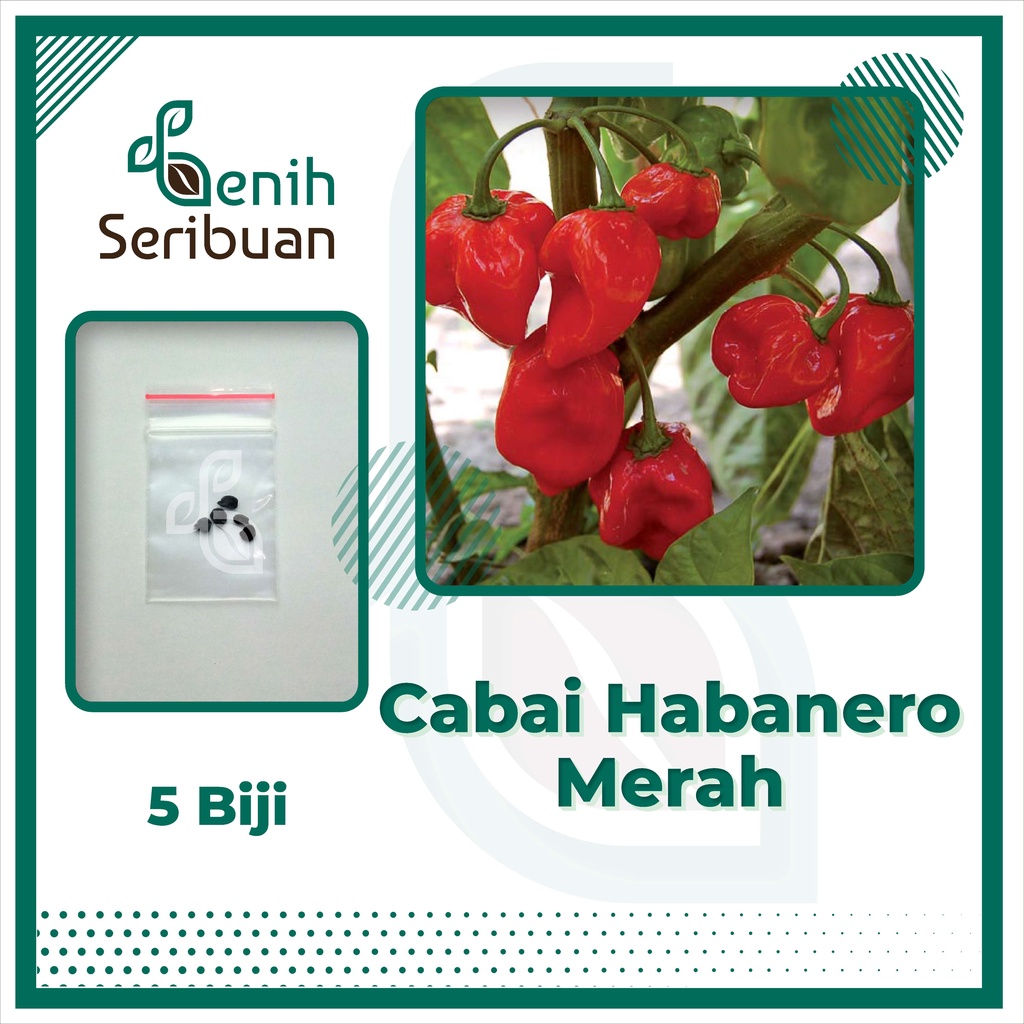 5 Bibit Cabe Habanero Merah Super Pedas Unggul Benih Sayuran Cabai Red Habanero Pepper Tanaman Sayur Hias Gendot Dieng
