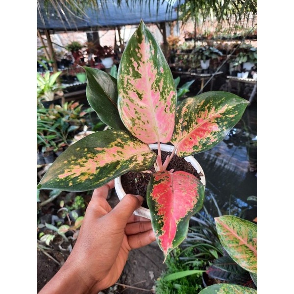 Aglonema Kochin Paramruay