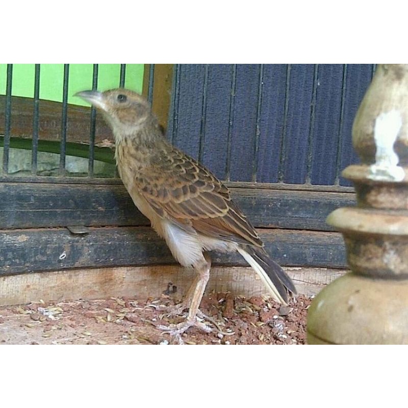 Branjangan Jawa Timur Gacor