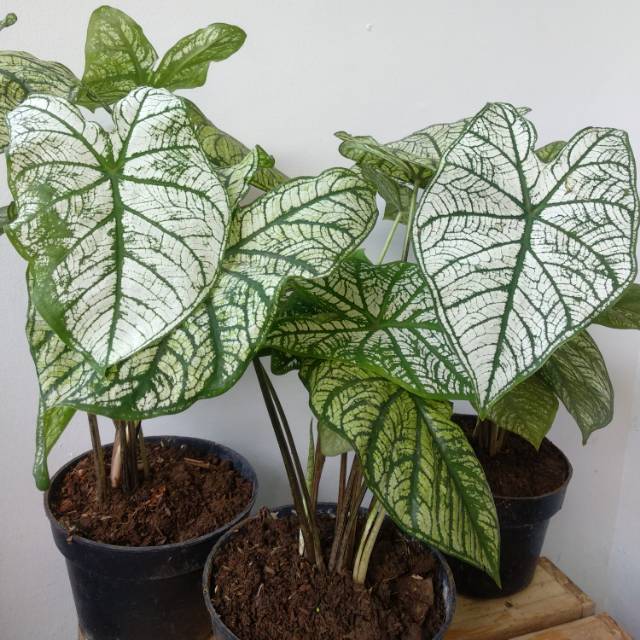 Caladium White Caladium Candidum Keladi Hias Tanaman Keladii Shopee Indonesia