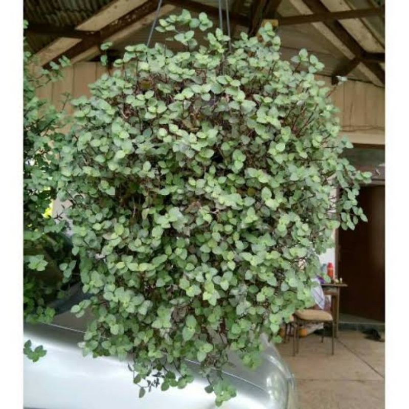 Tanaman Kribo alias Callisia Repens Shopee Indonesia Tanaman Kribo alias Callisia Repens Shopee Indonesia