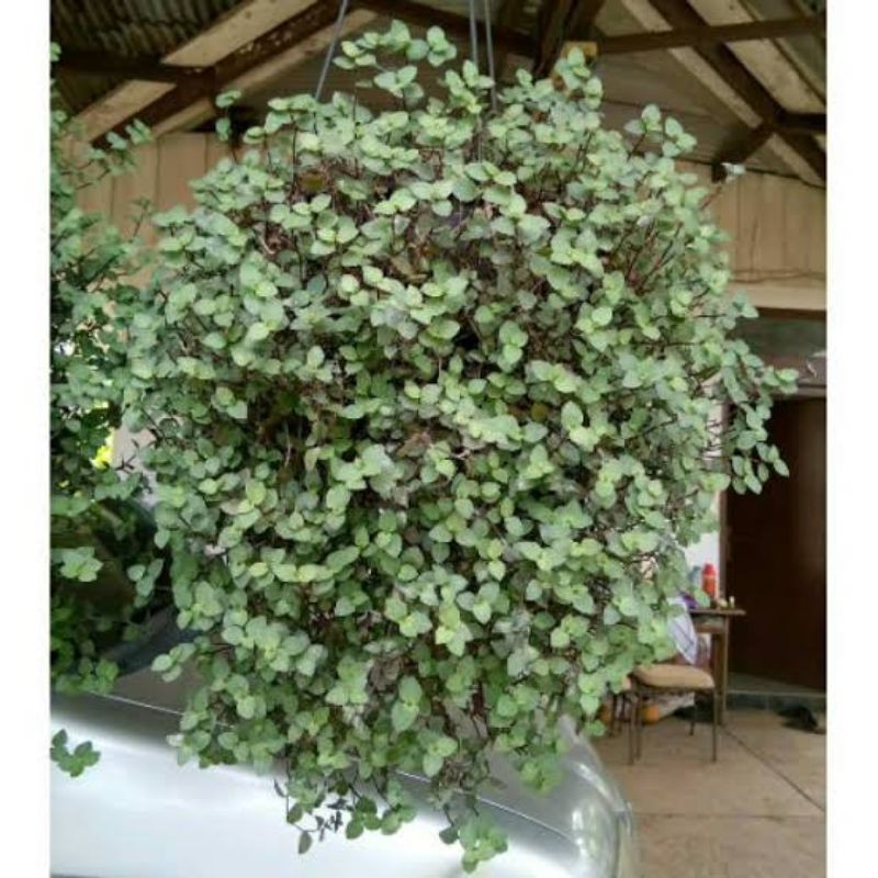  Tanaman Kribo  alias Callisia Repens Shopee Indonesia