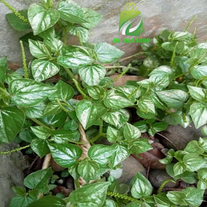 

Daun Sirih Cina Organik Segar 100 gram Arqla Shop
