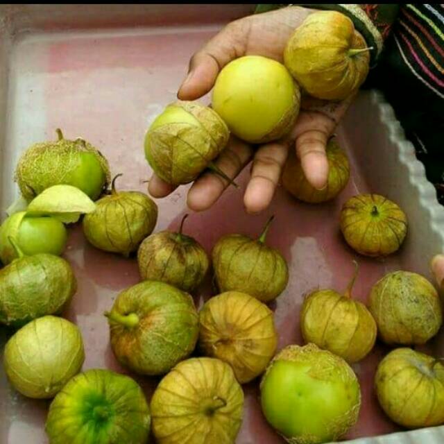 Benih/biji/seed Buah Kaya Manfaat Buah Ciplukan JUMBO