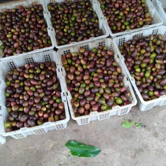 

Buah ajaib,buah3 rasa,buah langka,buah asli papua buah matoa