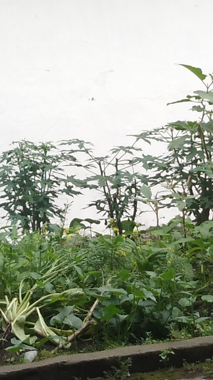 Chamber Morauder Grendel Moser