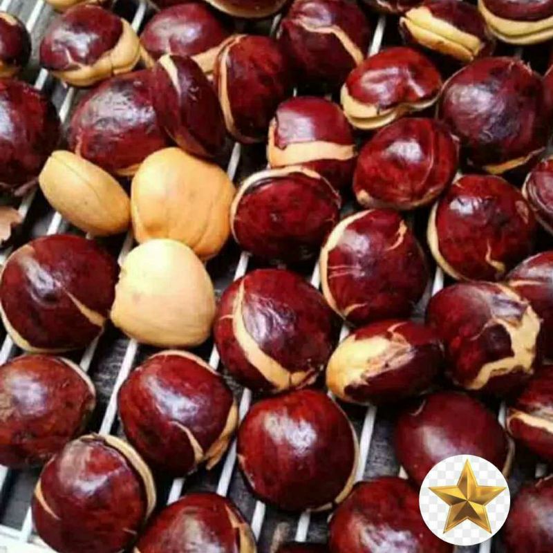 

JENGKOL TUA MENTAH