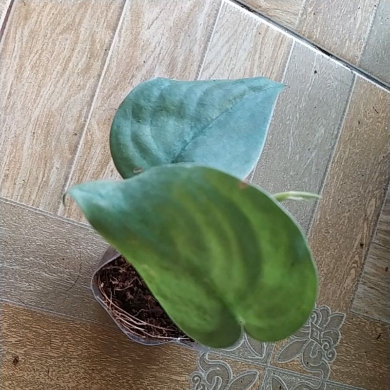 scindapsus silver hero platinum