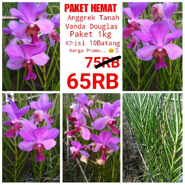 Paket Hemat Anggrek  vanda  Douglas  Shopee Indonesia