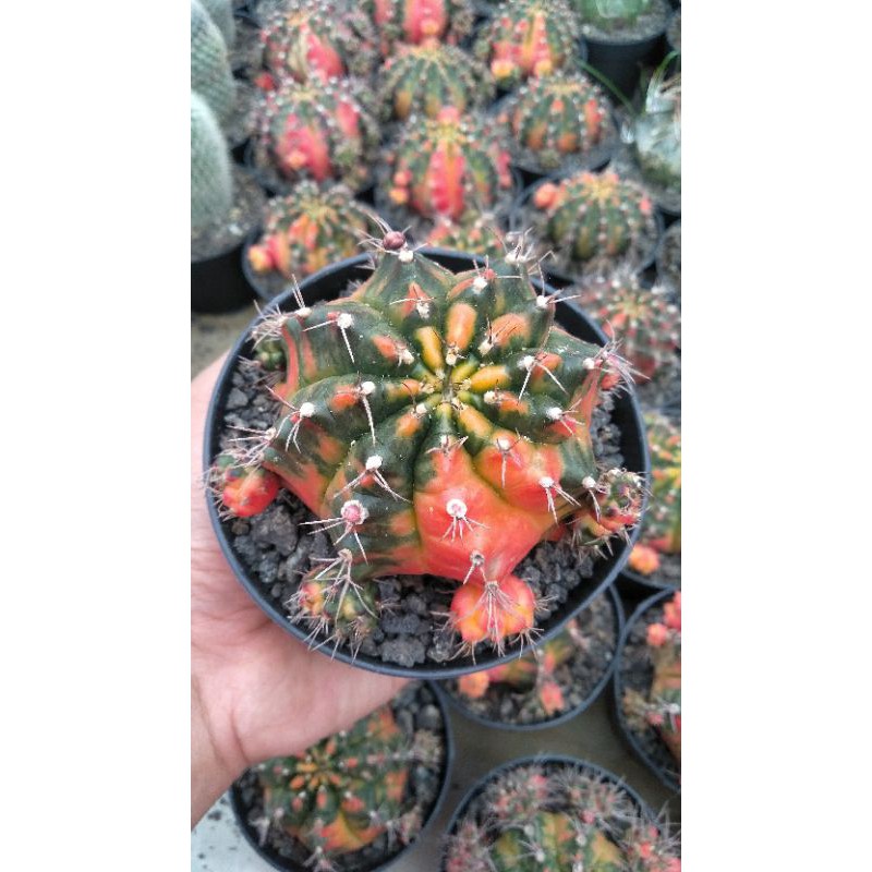 kaktus gymno taiwan clone