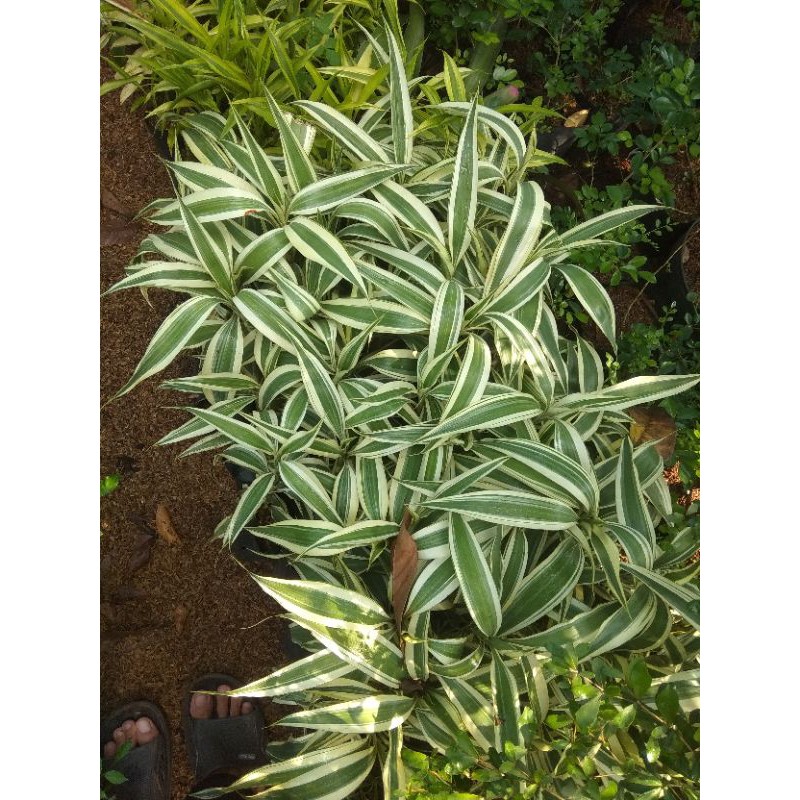 tanaman bambu hoki varigata / pohon sri rejeki varigata putih