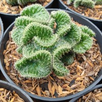 kaktus / opuntia tuna crested