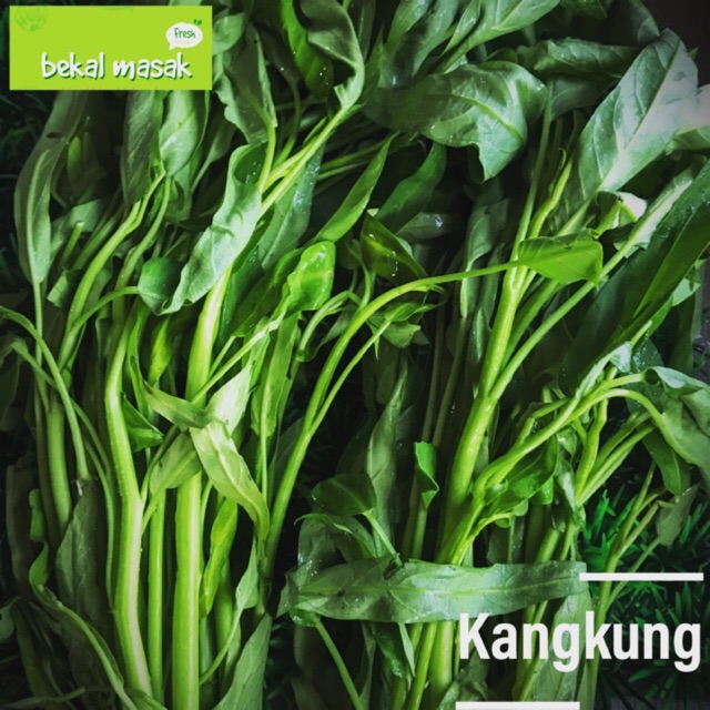 

Kangkung