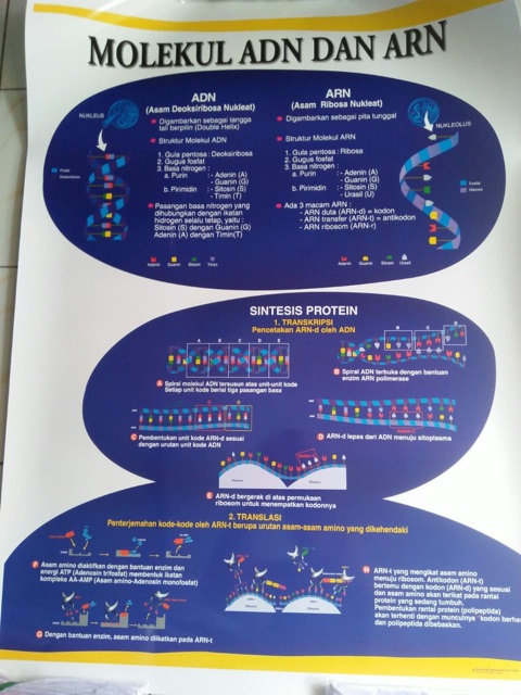 CARTA MOLEKUL DNA DAN RNA / POSTER CARTA MOLEKUL DNA DAN RNA / GAMBAR CARTA MOLEKUL DNA DAN RNA