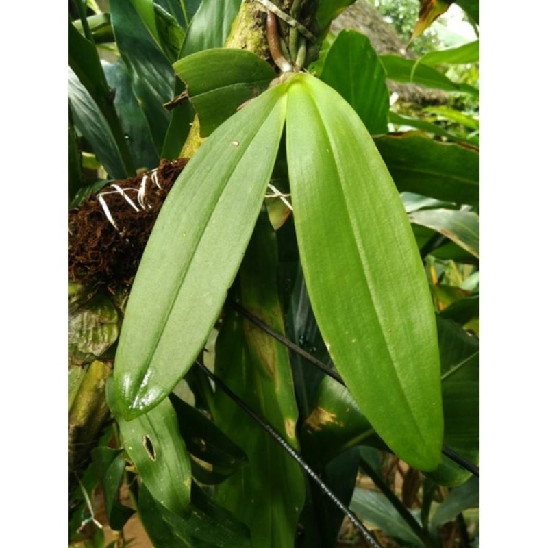 Bibit anggrek bulan pra remaja
