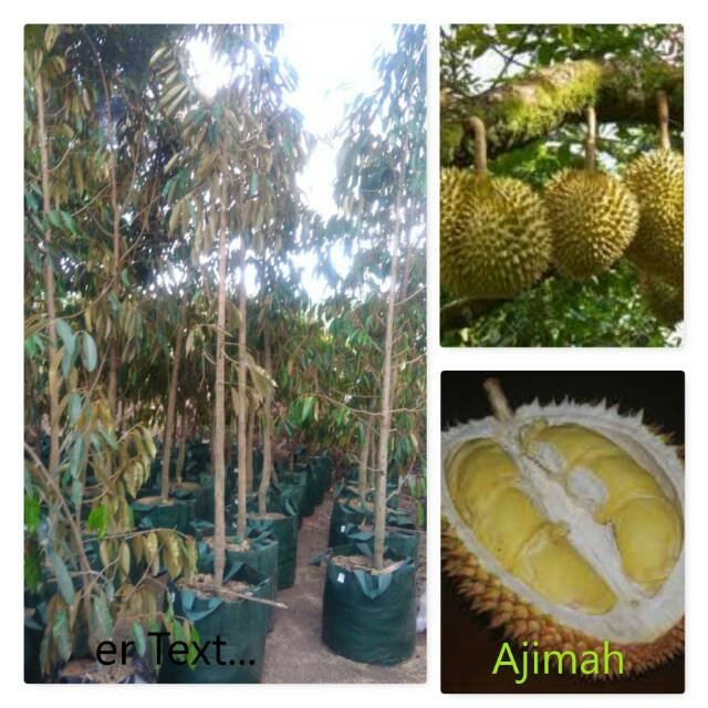 Pohon Durian Ajimah sudah berbunga