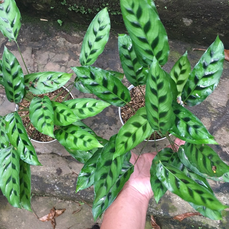 calathea leopardina import