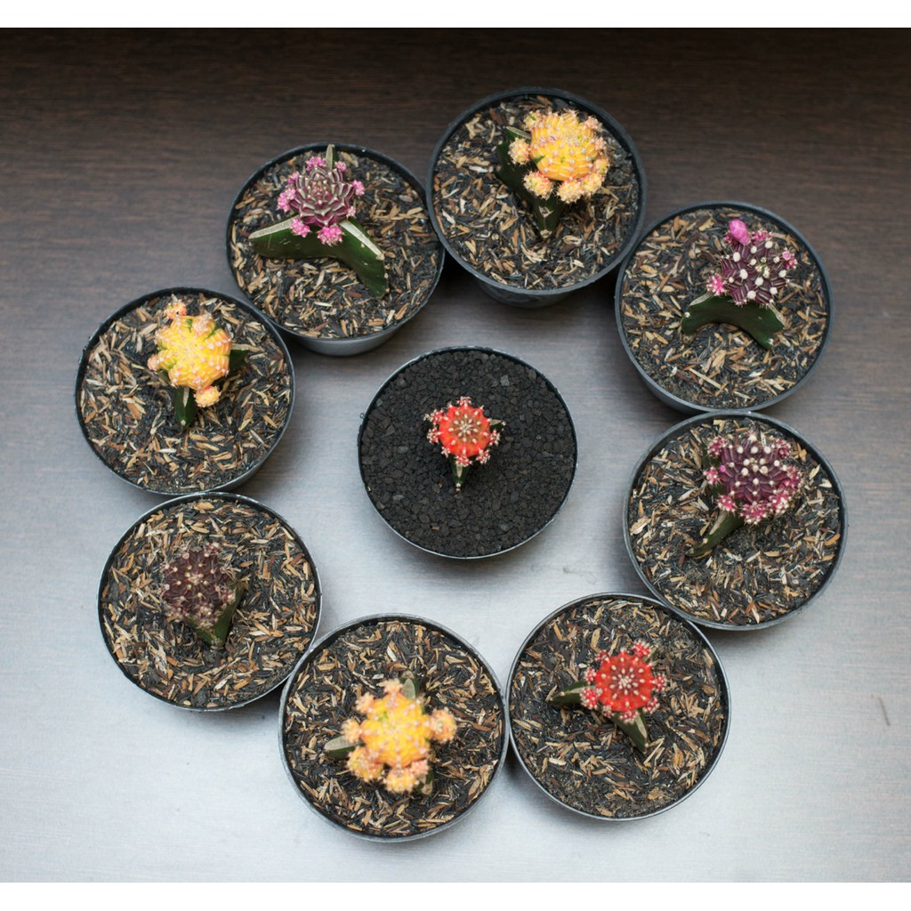 Kaktus warna warni gymno Moon Cactus Grafting | Shopee Indonesia