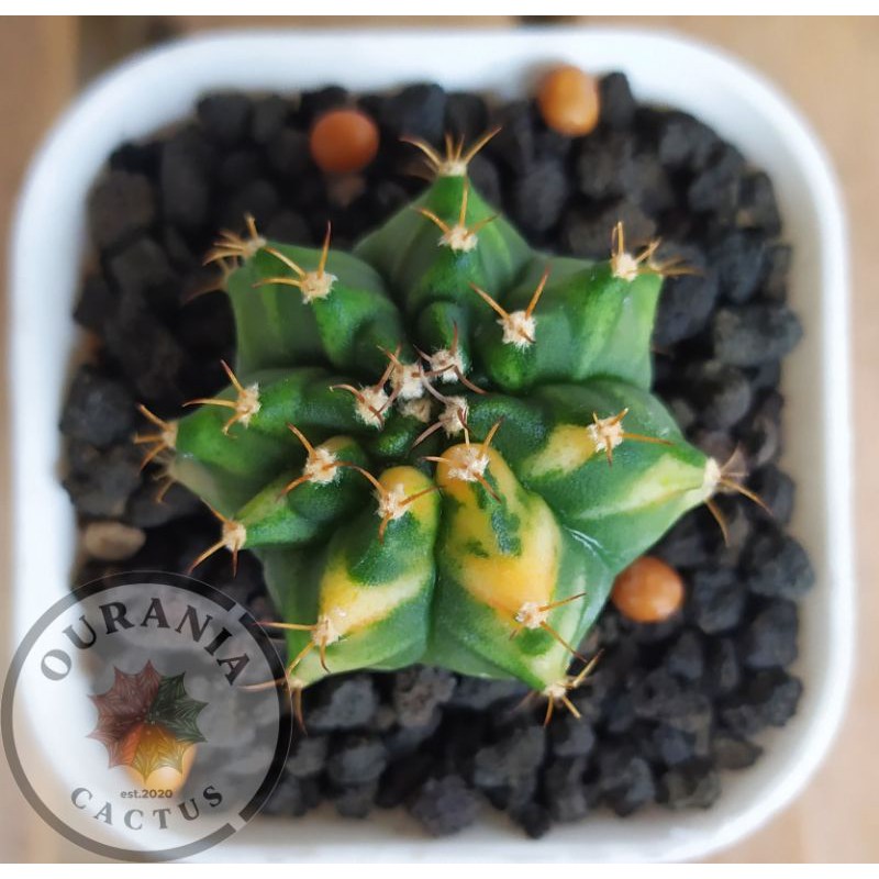 Kaktus Gymnocalycium Mihanovichi Orange