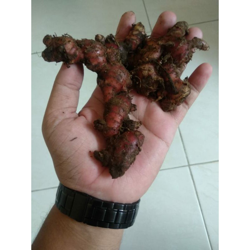 

JAHE MERAH 1KG