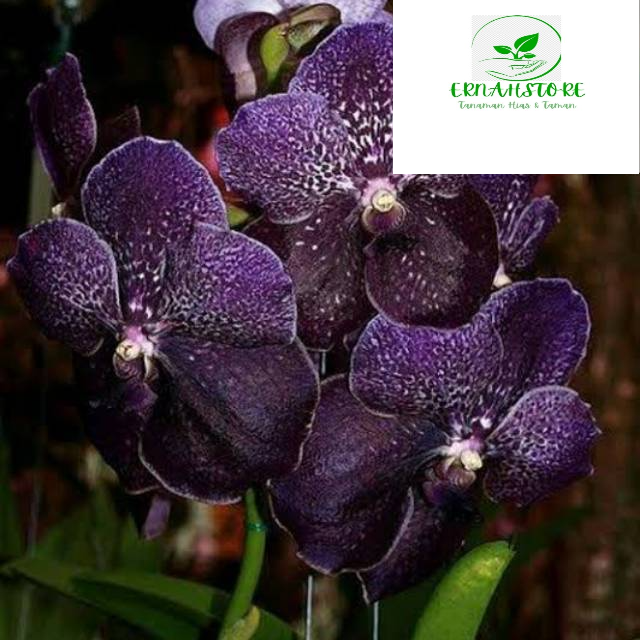 Anggrek Vanda Ungu Pekat dewasa Hybrid siap bunga