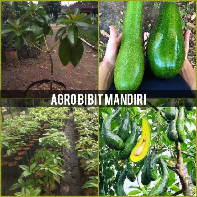 BIBIT BUAH ALPUKAT ALIGATOR 50cm|bibit buah tabulampot