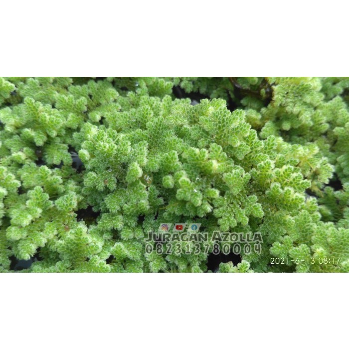 Bibit Azolla Microphylla Bibit Azolla tanaman paku air pakan ikan